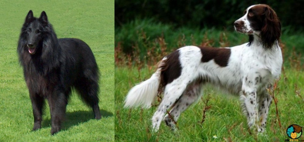French Spaniel vs Belgian Shepherd Dog (Groenendael) - Breed Comparison