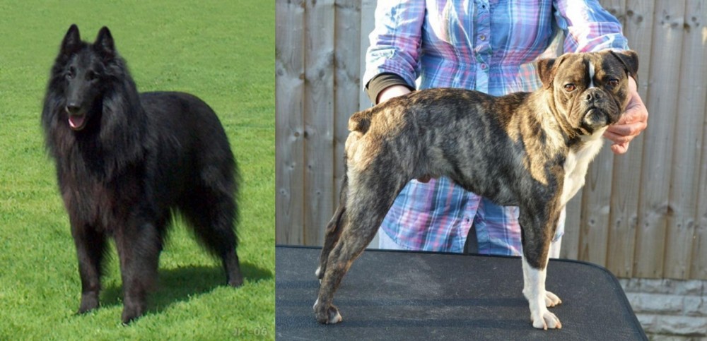 Fruggle vs Belgian Shepherd Dog (Groenendael) - Breed Comparison