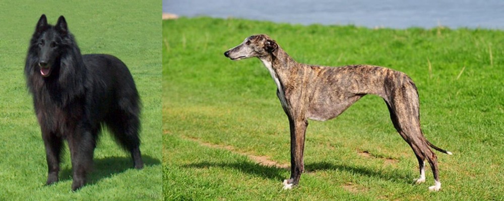 Galgo Espanol vs Belgian Shepherd Dog (Groenendael) - Breed Comparison