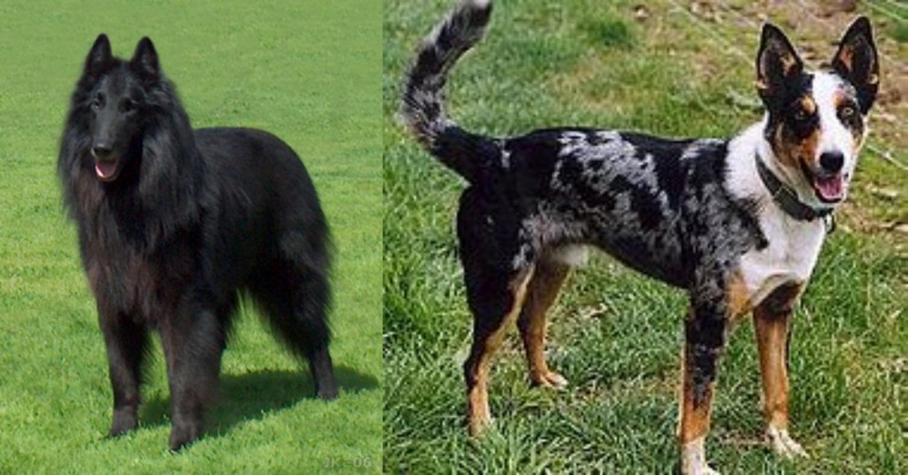 German Coolie vs Belgian Shepherd Dog (Groenendael) - Breed Comparison