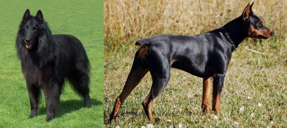 German Pinscher vs Belgian Shepherd Dog (Groenendael) - Breed Comparison