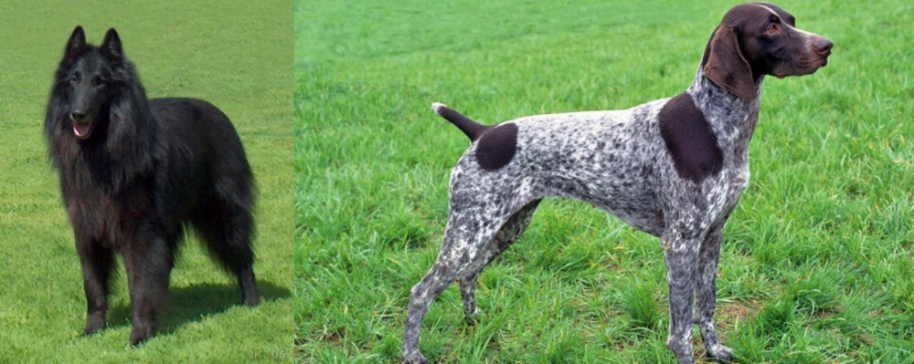 German Shorthaired Pointer vs Belgian Shepherd Dog (Groenendael) - Breed Comparison