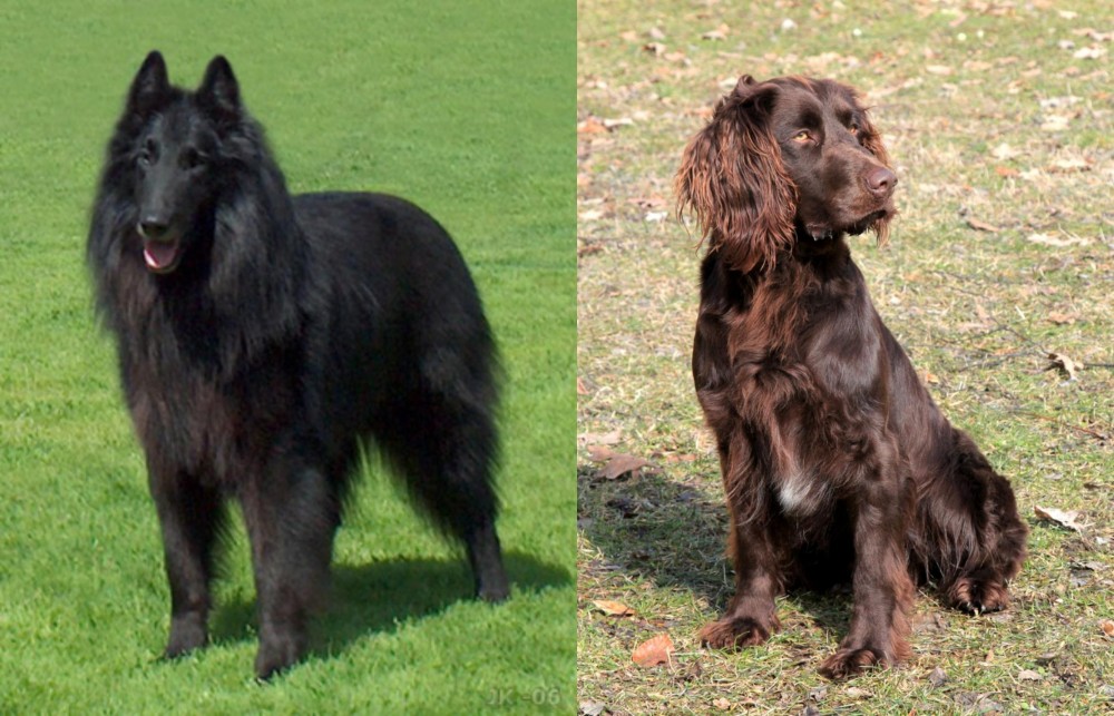 German Spaniel vs Belgian Shepherd Dog (Groenendael) - Breed Comparison