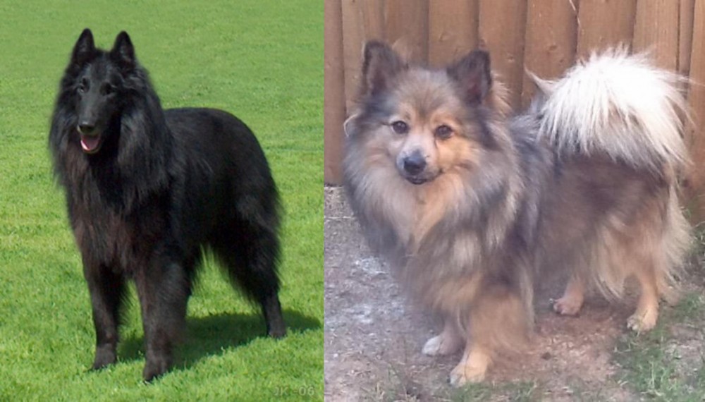 German Spitz (Mittel) vs Belgian Shepherd Dog (Groenendael) - Breed Comparison