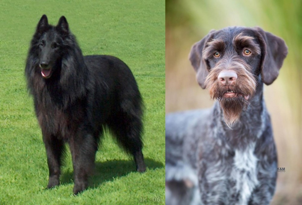 German Wirehaired Pointer vs Belgian Shepherd Dog (Groenendael) - Breed Comparison