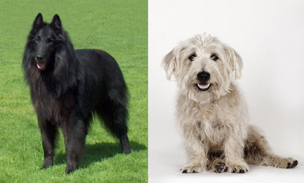 Glen of Imaal Terrier vs Belgian Shepherd Dog (Groenendael) - Breed Comparison