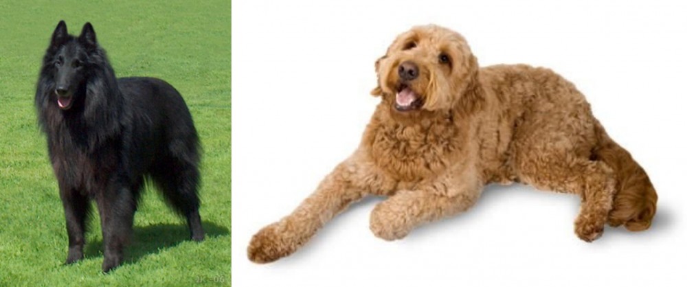 Golden Doodle vs Belgian Shepherd Dog (Groenendael) - Breed Comparison