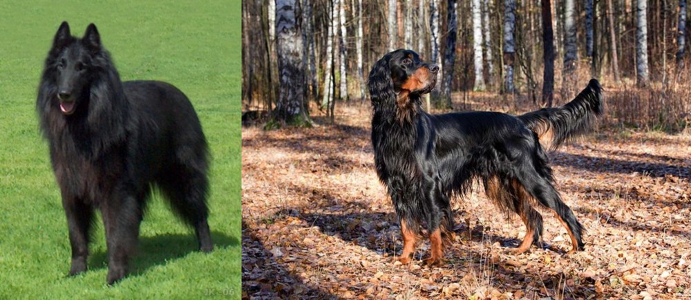 Gordon Setter vs Belgian Shepherd Dog (Groenendael) - Breed Comparison