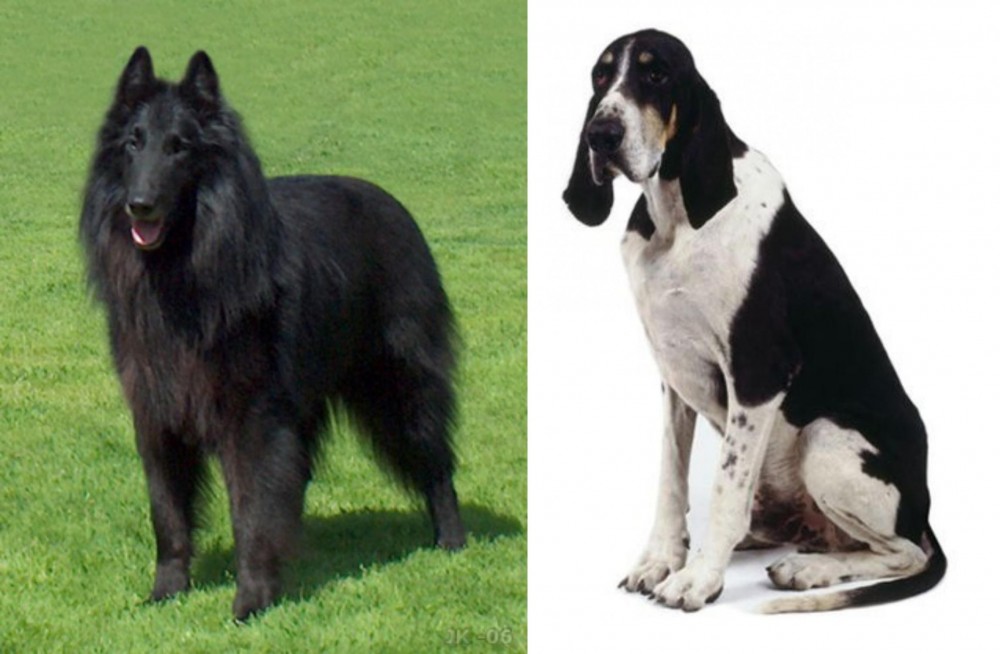 Grand Anglo-Francais Blanc et Noir vs Belgian Shepherd Dog (Groenendael) - Breed Comparison