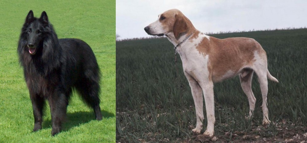 Grand Anglo-Francais Blanc et Orange vs Belgian Shepherd Dog (Groenendael) - Breed Comparison