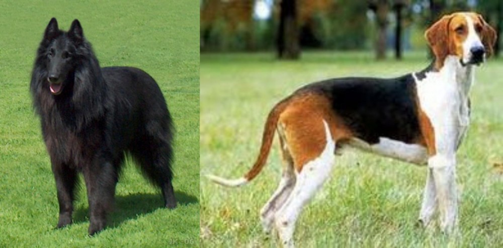 Grand Anglo-Francais Tricolore vs Belgian Shepherd Dog (Groenendael) - Breed Comparison