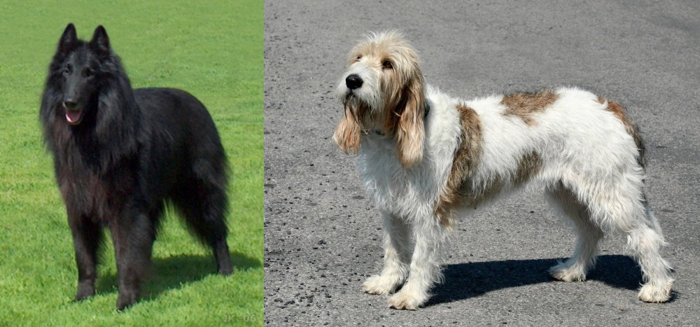 Grand Basset Griffon Vendeen vs Belgian Shepherd Dog (Groenendael) - Breed Comparison