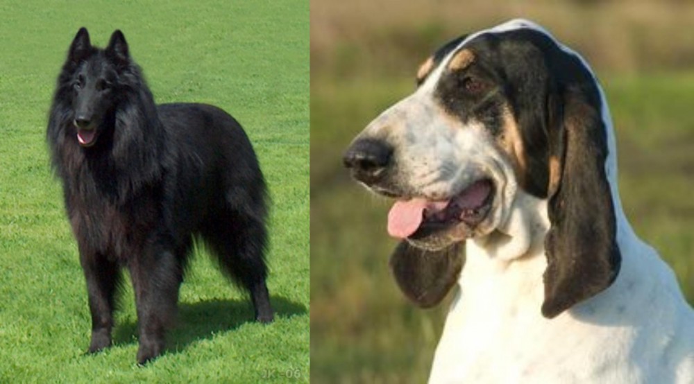 Grand Gascon Saintongeois vs Belgian Shepherd Dog (Groenendael) - Breed Comparison