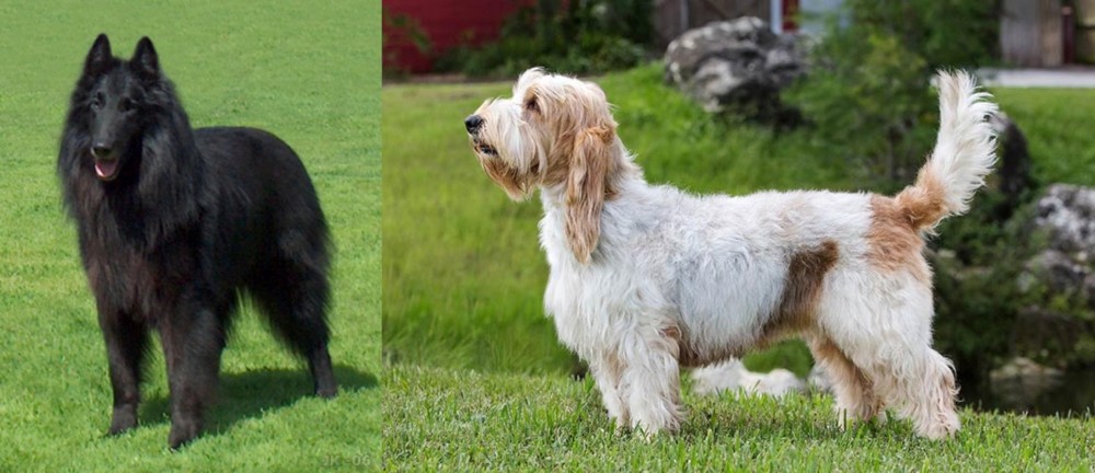 Grand Griffon Vendeen vs Belgian Shepherd Dog (Groenendael) - Breed Comparison