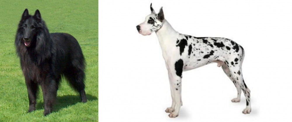 Great Dane vs Belgian Shepherd Dog (Groenendael) - Breed Comparison