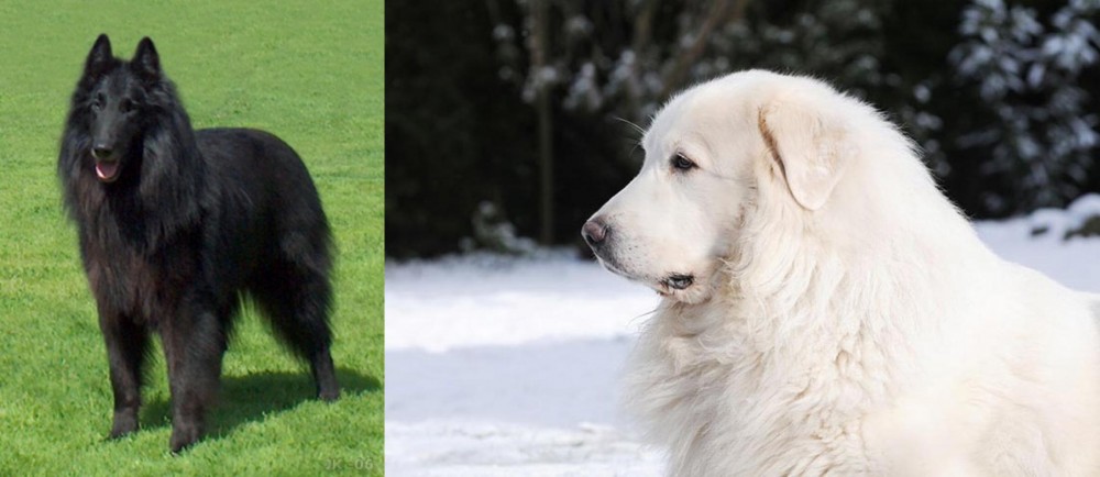 Great Pyrenees vs Belgian Shepherd Dog (Groenendael) - Breed Comparison