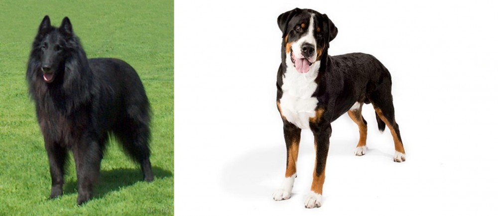 Greater Swiss Mountain Dog vs Belgian Shepherd Dog (Groenendael) - Breed Comparison