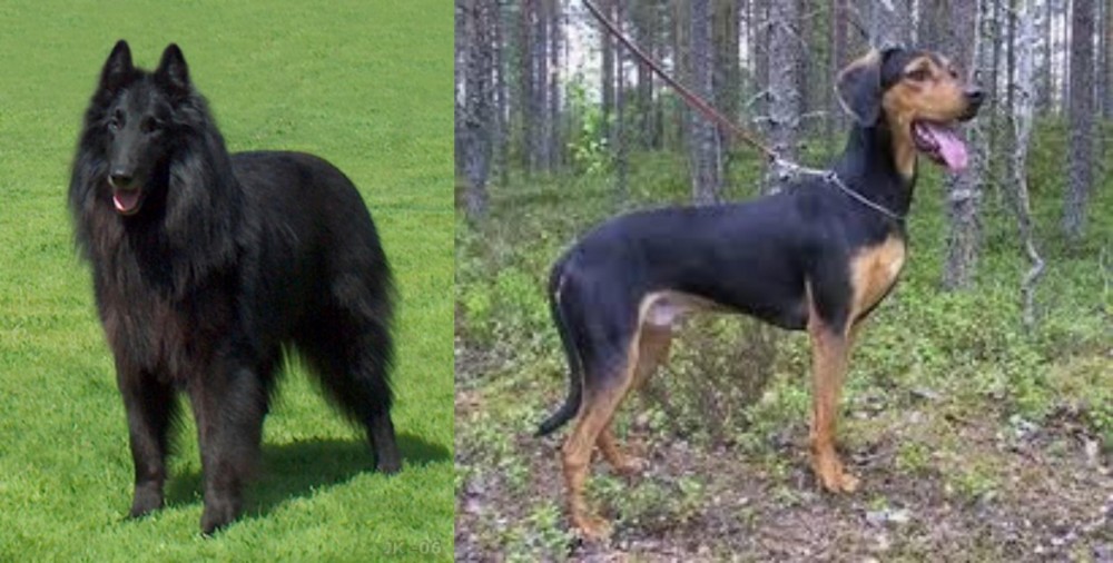 Greek Harehound vs Belgian Shepherd Dog (Groenendael) - Breed Comparison