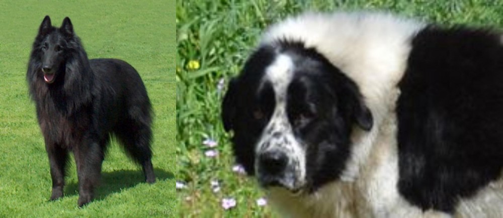 Greek Sheepdog vs Belgian Shepherd Dog (Groenendael) - Breed Comparison