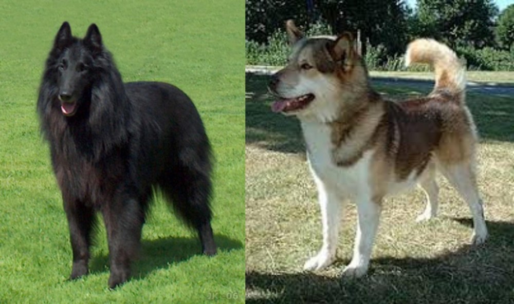 Greenland Dog vs Belgian Shepherd Dog (Groenendael) - Breed Comparison
