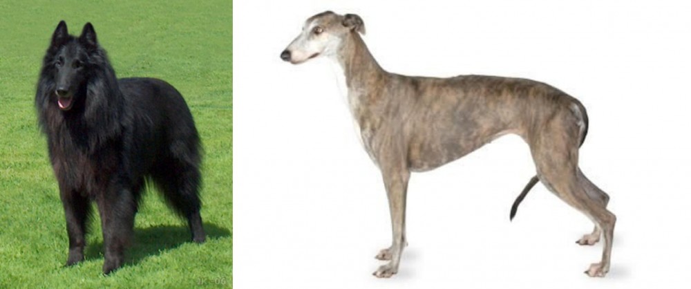 Greyhound vs Belgian Shepherd Dog (Groenendael) - Breed Comparison