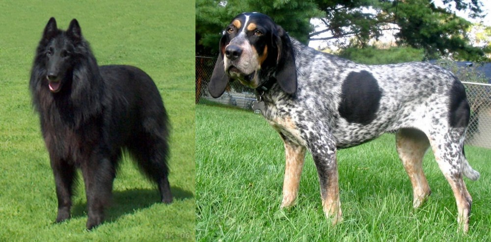 Griffon Bleu de Gascogne vs Belgian Shepherd Dog (Groenendael) - Breed Comparison