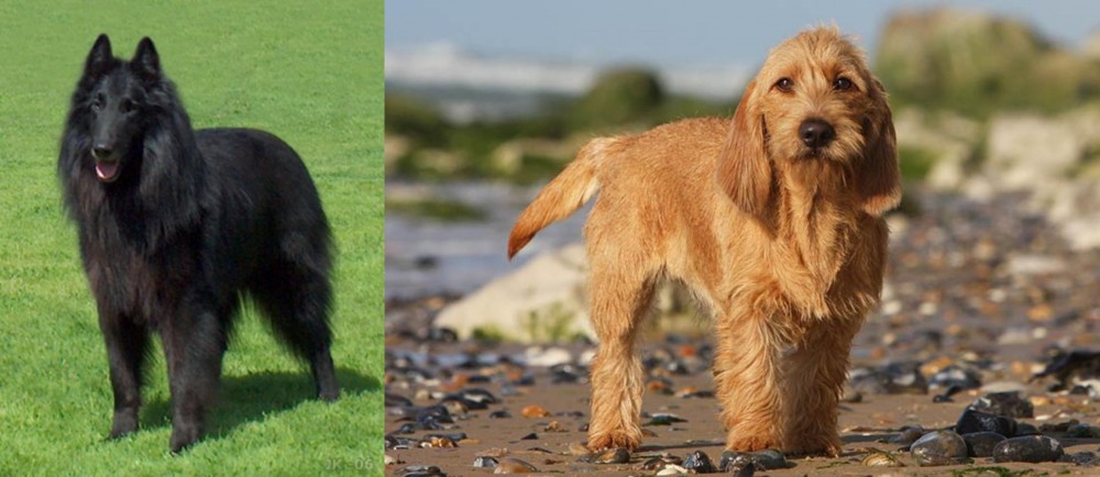 Griffon Fauve de Bretagne vs Belgian Shepherd Dog (Groenendael) - Breed Comparison