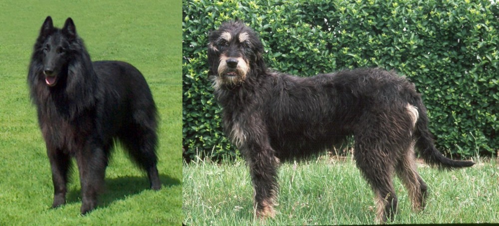 Griffon Nivernais vs Belgian Shepherd Dog (Groenendael) - Breed Comparison