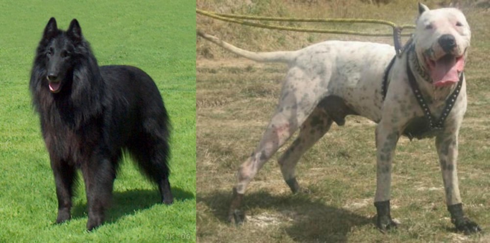 Gull Dong vs Belgian Shepherd Dog (Groenendael) - Breed Comparison