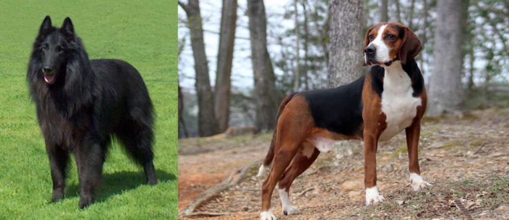 Hamiltonstovare vs Belgian Shepherd Dog (Groenendael) - Breed Comparison