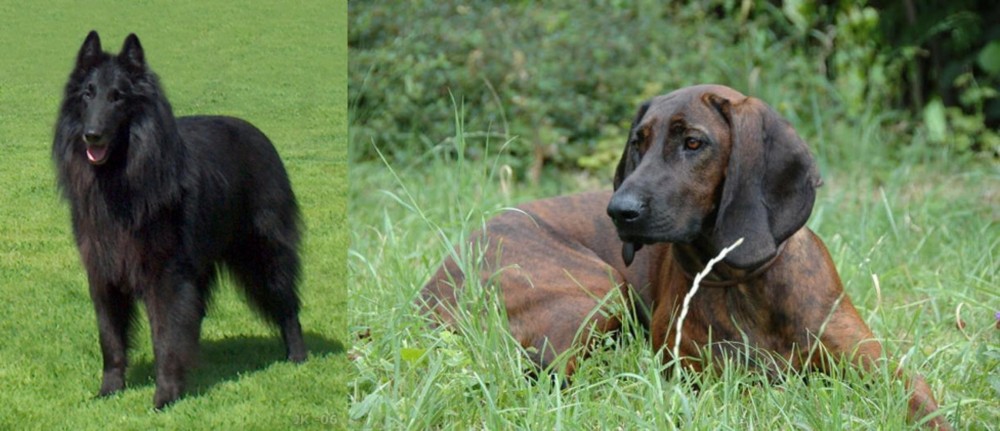 Hanover Hound vs Belgian Shepherd Dog (Groenendael) - Breed Comparison