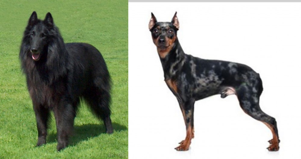 Harlequin Pinscher vs Belgian Shepherd Dog (Groenendael) - Breed Comparison