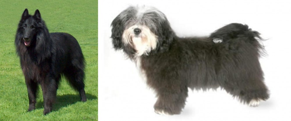 Havanese vs Belgian Shepherd Dog (Groenendael) - Breed Comparison