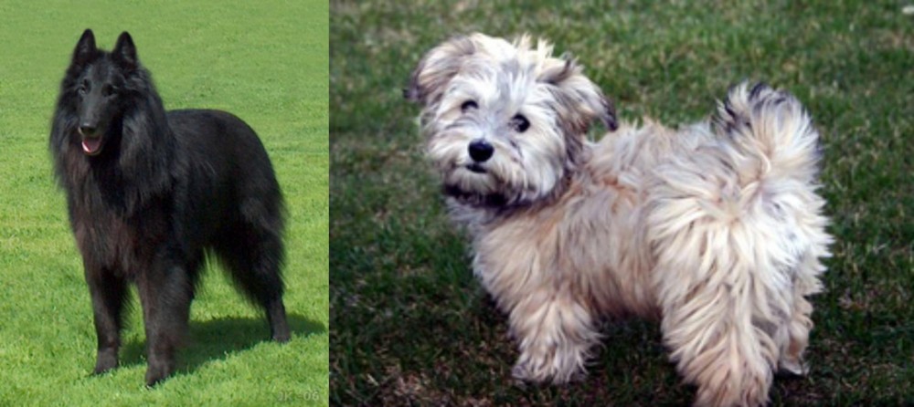 Havapoo vs Belgian Shepherd Dog (Groenendael) - Breed Comparison