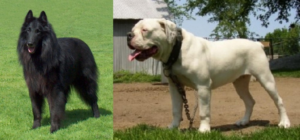 Hermes Bulldogge vs Belgian Shepherd Dog (Groenendael) - Breed Comparison