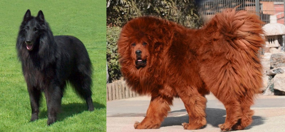Himalayan Mastiff vs Belgian Shepherd Dog (Groenendael) - Breed Comparison