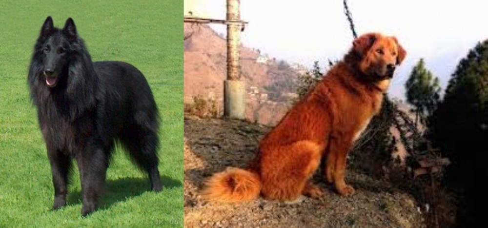 Himalayan Sheepdog vs Belgian Shepherd Dog (Groenendael) - Breed Comparison