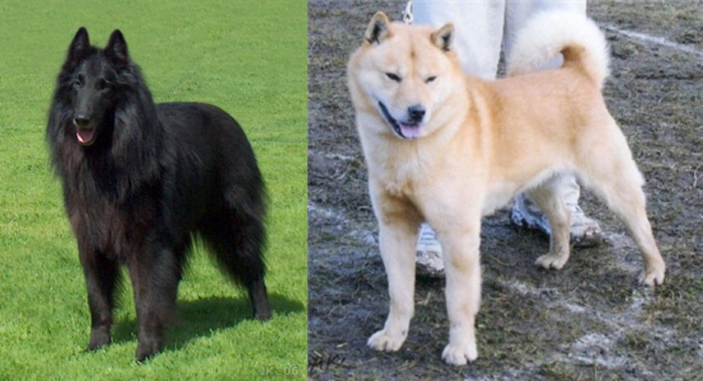 Hokkaido vs Belgian Shepherd Dog (Groenendael) - Breed Comparison
