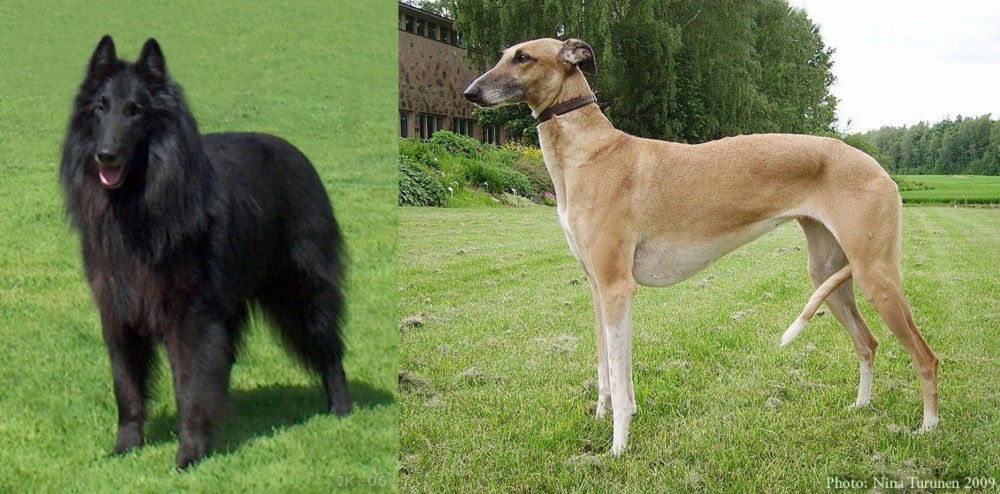 Hortaya Borzaya vs Belgian Shepherd Dog (Groenendael) - Breed Comparison
