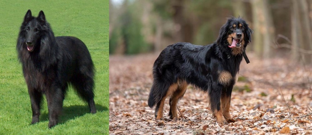 Hovawart vs Belgian Shepherd Dog (Groenendael) - Breed Comparison