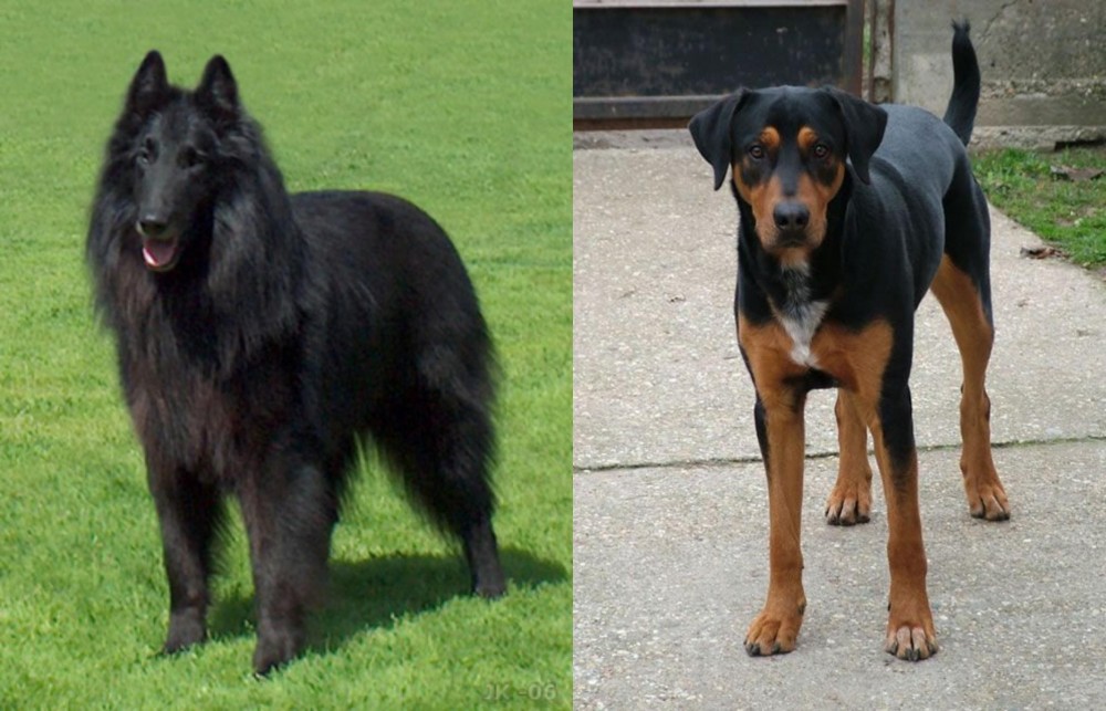 Hungarian Hound vs Belgian Shepherd Dog (Groenendael) - Breed Comparison