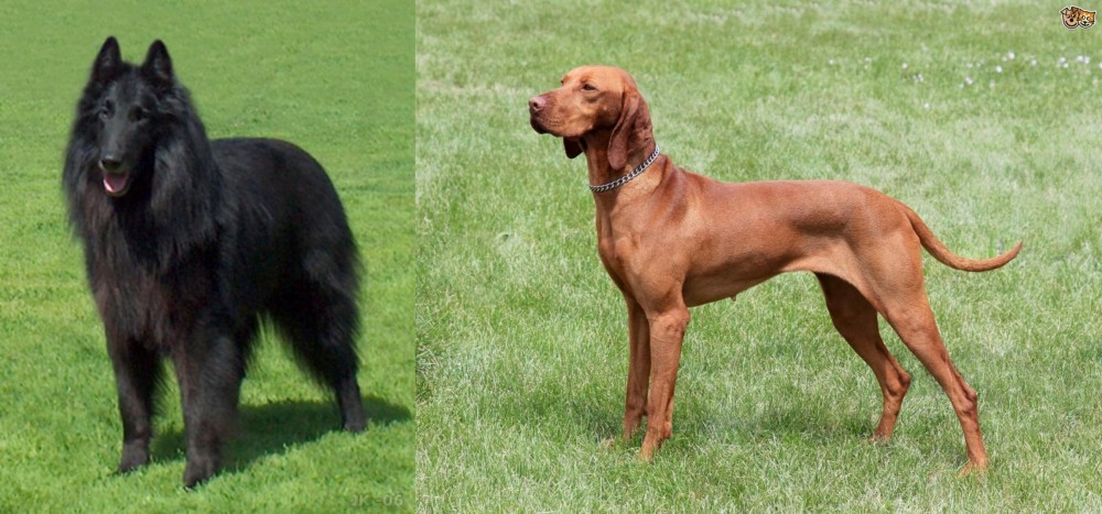 Hungarian Vizsla vs Belgian Shepherd Dog (Groenendael) - Breed Comparison