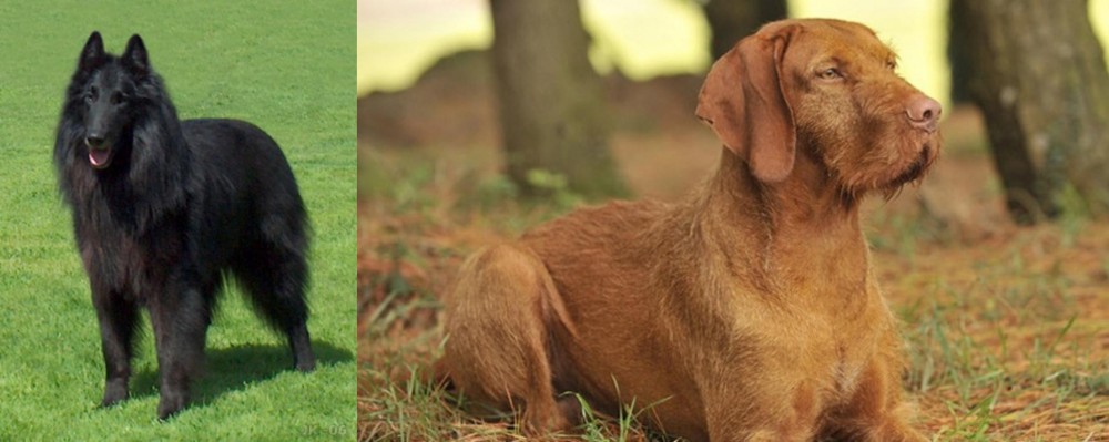 Hungarian Wirehaired Vizsla vs Belgian Shepherd Dog (Groenendael) - Breed Comparison