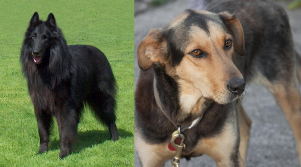 Huntaway vs Belgian Shepherd Dog (Groenendael) - Breed Comparison