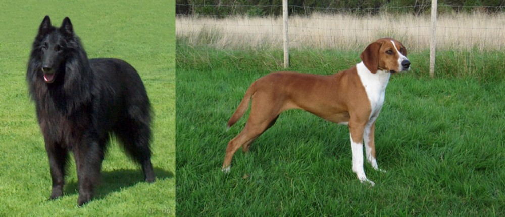 Hygenhund vs Belgian Shepherd Dog (Groenendael) - Breed Comparison