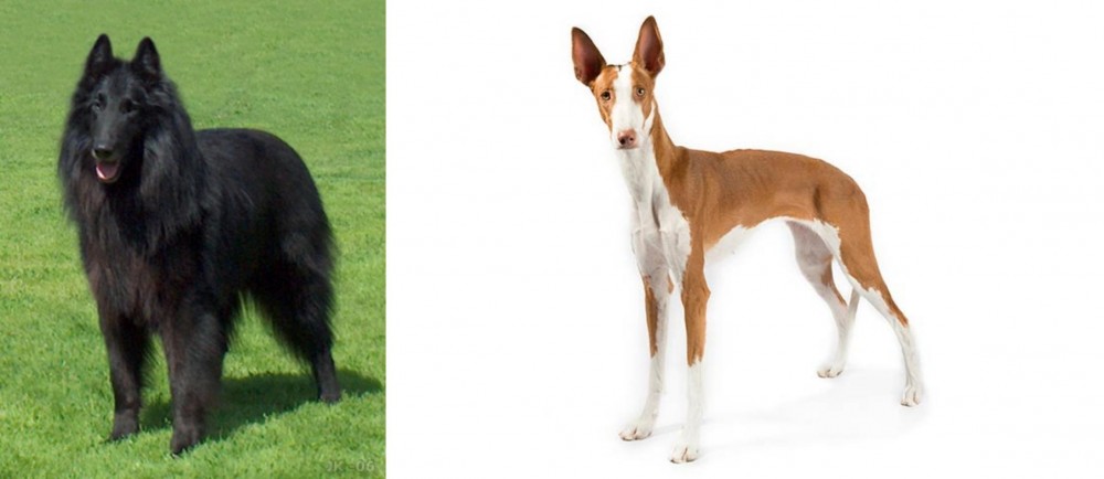 Ibizan Hound vs Belgian Shepherd Dog (Groenendael) - Breed Comparison