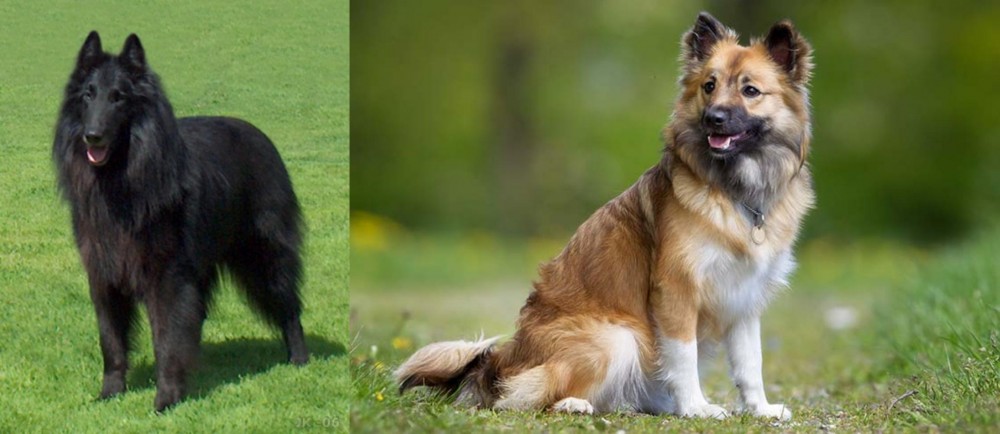 Icelandic Sheepdog vs Belgian Shepherd Dog (Groenendael) - Breed Comparison
