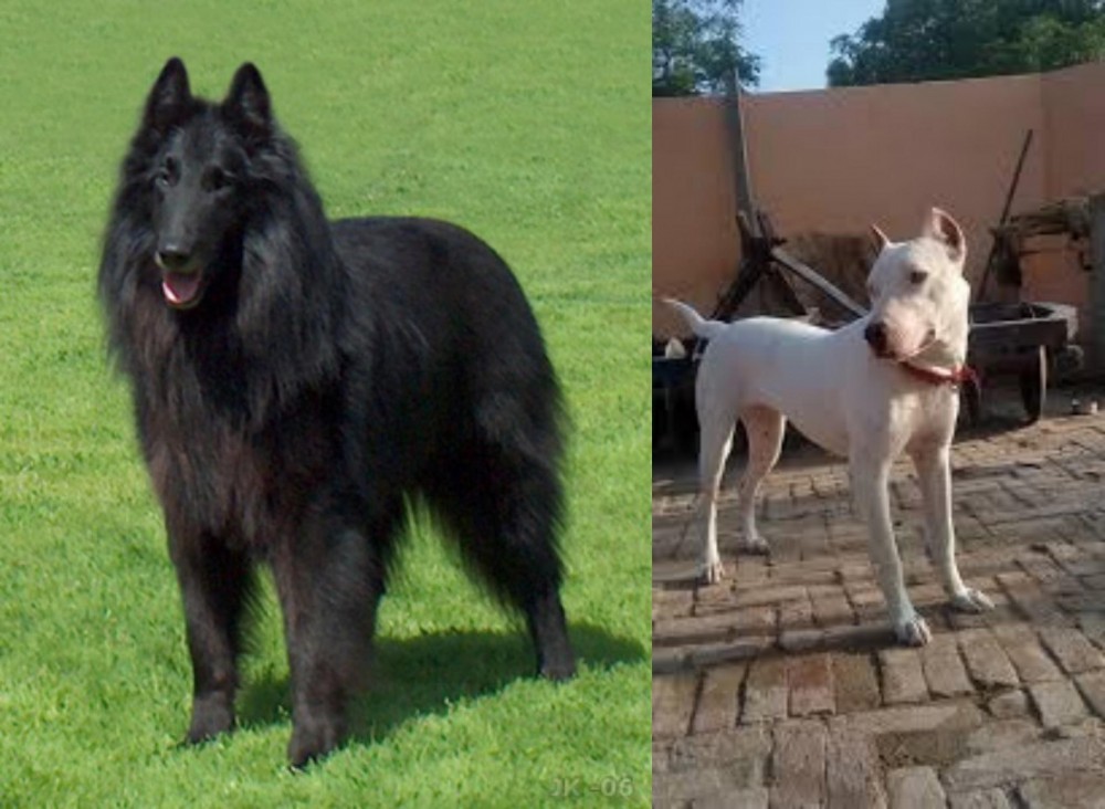 Indian Bull Terrier vs Belgian Shepherd Dog (Groenendael) - Breed Comparison