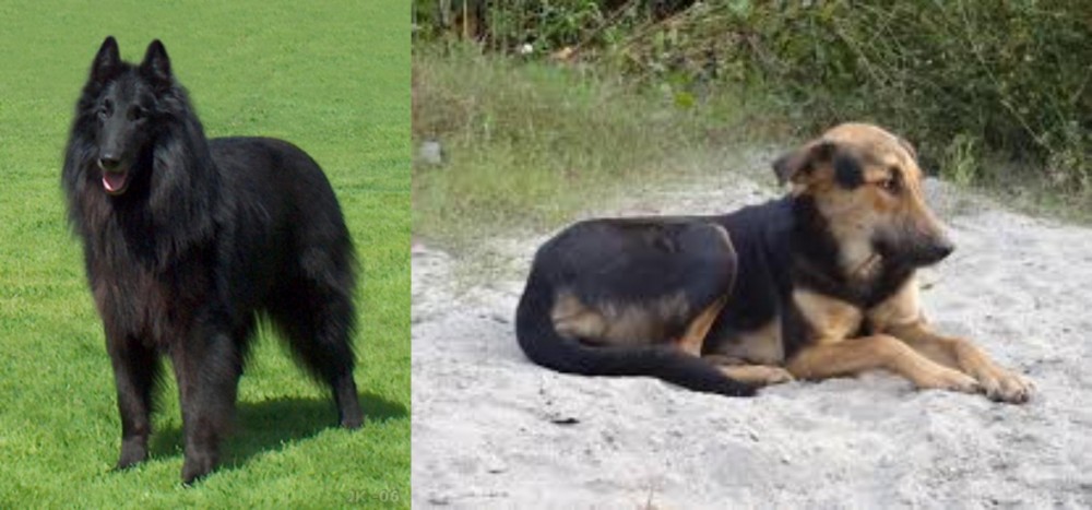 Indian Pariah Dog vs Belgian Shepherd Dog (Groenendael) - Breed Comparison