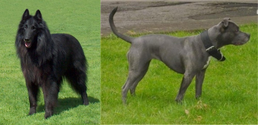 Irish Bull Terrier vs Belgian Shepherd Dog (Groenendael) - Breed Comparison